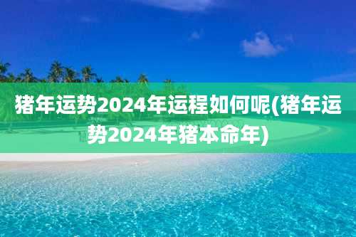 猪年运势2024年运程如何呢(猪年运势2024年猪本命年)