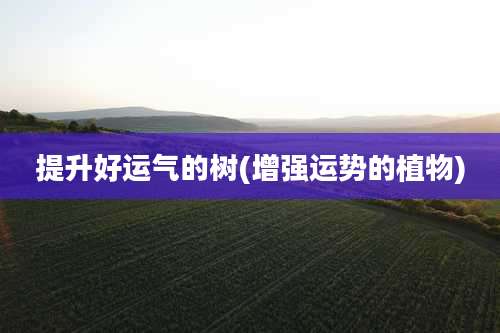 提升好运气的树(增强运势的植物)