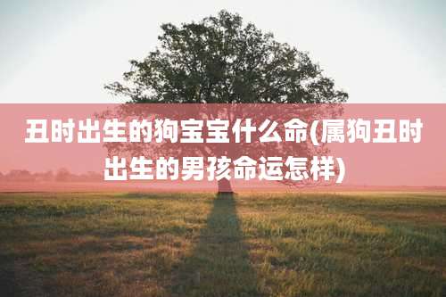 丑时出生的狗宝宝什么命(属狗丑时出生的男孩命运怎样)