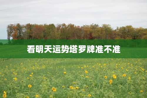 看明天运势塔罗牌准不准