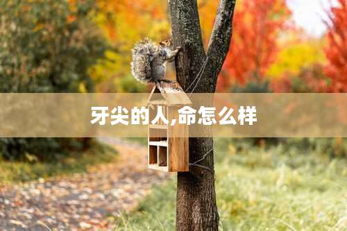 牙尖的人,命怎么样