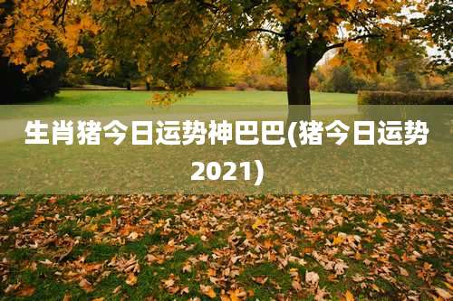 生肖猪今日运势神巴巴(猪今日运势2021)