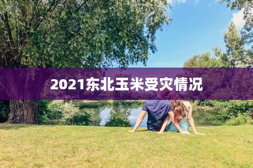 2021东北玉米受灾情况