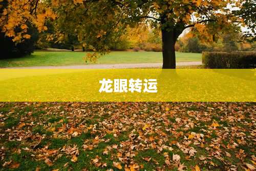 龙眼转运
