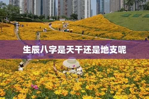 生辰八字是天干还是地支呢