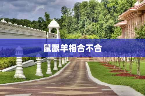 鼠跟羊相合不合