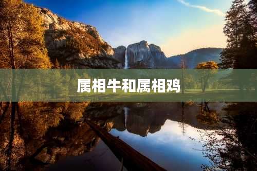 属相牛和属相鸡