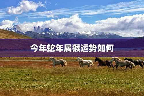 今年蛇年属猴运势如何