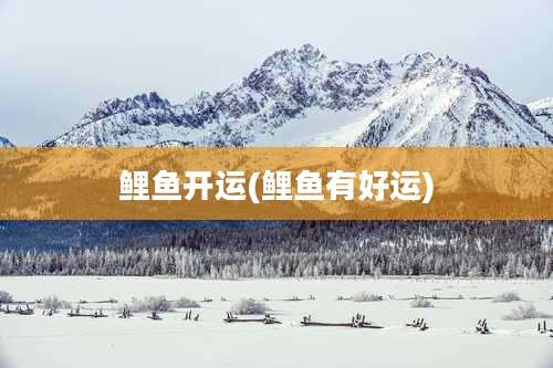 鲤鱼开运(鲤鱼有好运)