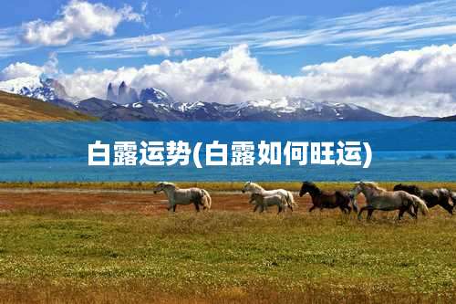 白露运势(白露如何旺运)