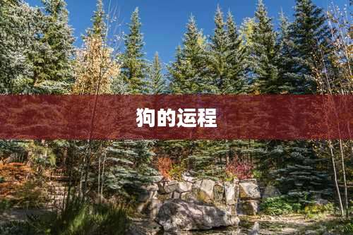 狗的运程