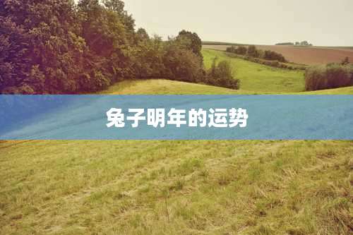 兔子明年的运势