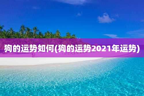 狗的运势如何(狗的运势2021年运势)