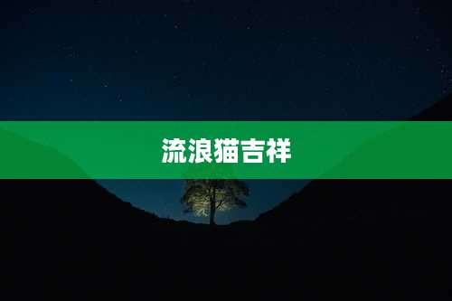 流浪猫吉祥