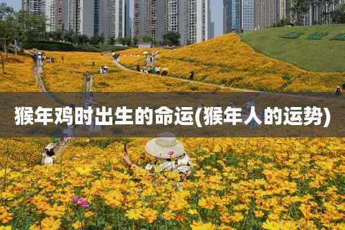 猴年鸡时出生的命运(猴年人的运势)