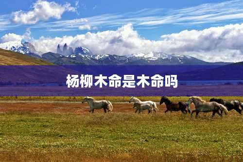 杨柳木命是木命吗