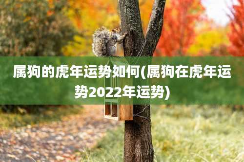 属狗的虎年运势如何(属狗在虎年运势2022年运势)