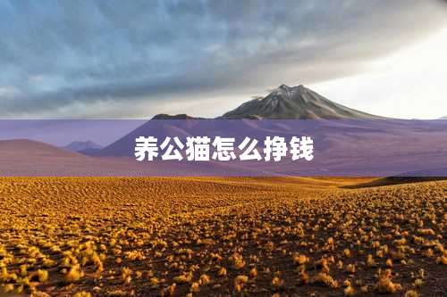 养公猫怎么挣钱