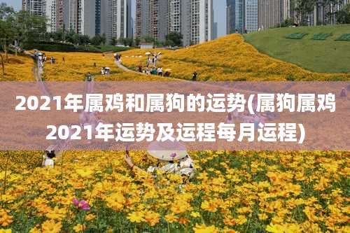 2021年属鸡和属狗的运势(属狗属鸡2021年运势及运程每月运程)