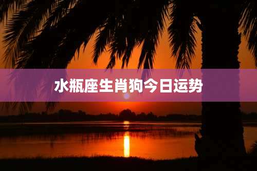 水瓶座生肖狗今日运势