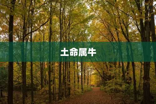 土命属牛