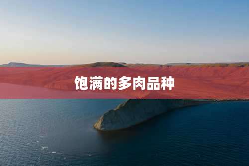 饱满的多肉品种