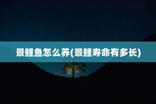 景鲤鱼怎么养(景鲤寿命有多长)