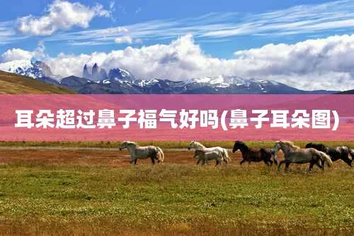 耳朵超过鼻子福气好吗(鼻子耳朵图)