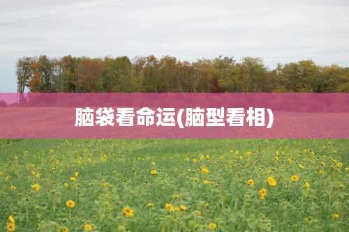 脑袋看命运(脑型看相)