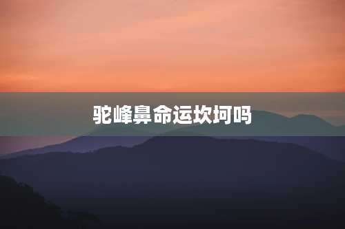 驼峰鼻命运坎坷吗