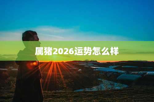属猪2026运势怎么样