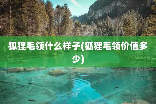 狐狸毛领什么样子(狐狸毛领价值多少)