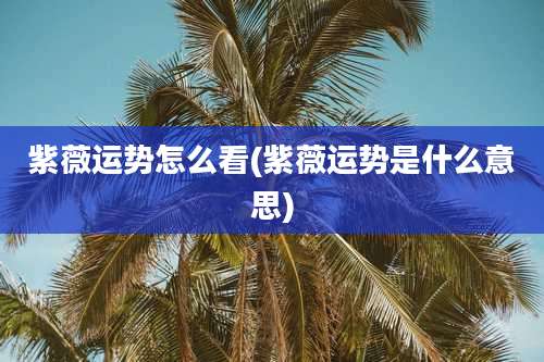 紫薇运势怎么看(紫薇运势是什么意思)