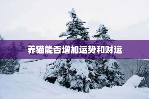 养猫能否增加运势和财运