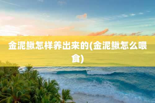 金泥鳅怎样养出来的(金泥鳅怎么喂食)