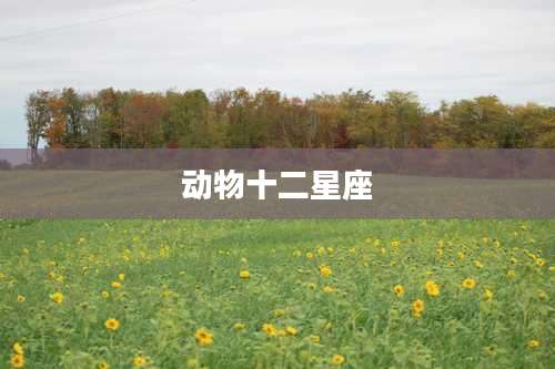 动物十二星座