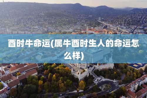 酉时牛命运(属牛酉时生人的命运怎么样)