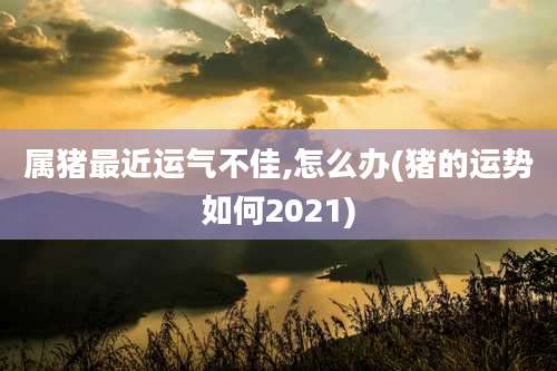 属猪最近运气不佳,怎么办(猪的运势如何2021)
