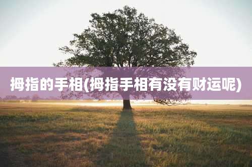 拇指的手相(拇指手相有没有财运呢)