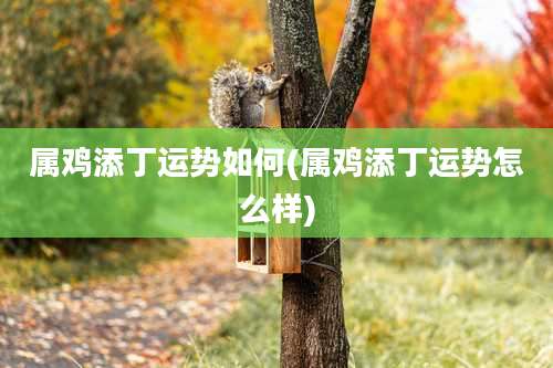 属鸡添丁运势如何(属鸡添丁运势怎么样)