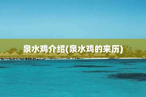 泉水鸡介绍(泉水鸡的来历)