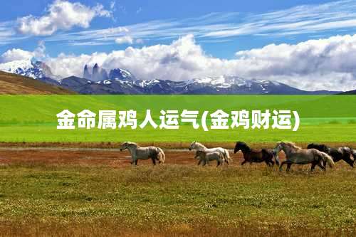 金命属鸡人运气(金鸡财运)