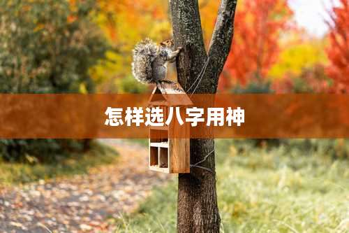 怎样选八字用神