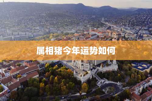 属相猪今年运势如何