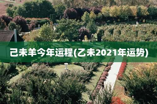 己未羊今年运程(乙未2021年运势)