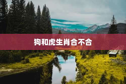 狗和虎生肖合不合