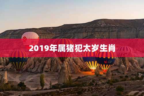 2019年属猪犯太岁生肖