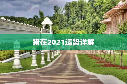 猪在2021运势详解