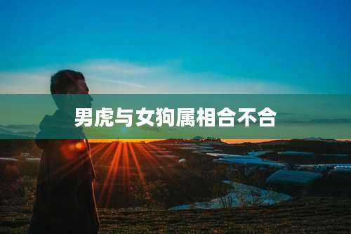 男虎与女狗属相合不合