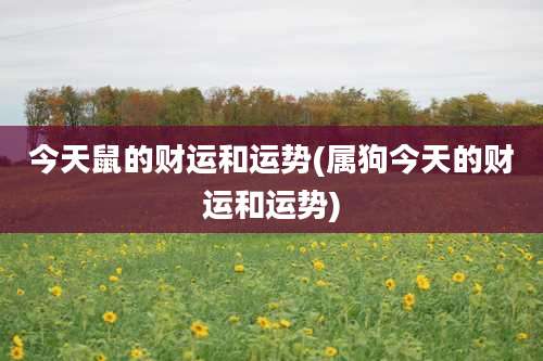今天鼠的财运和运势(属狗今天的财运和运势)